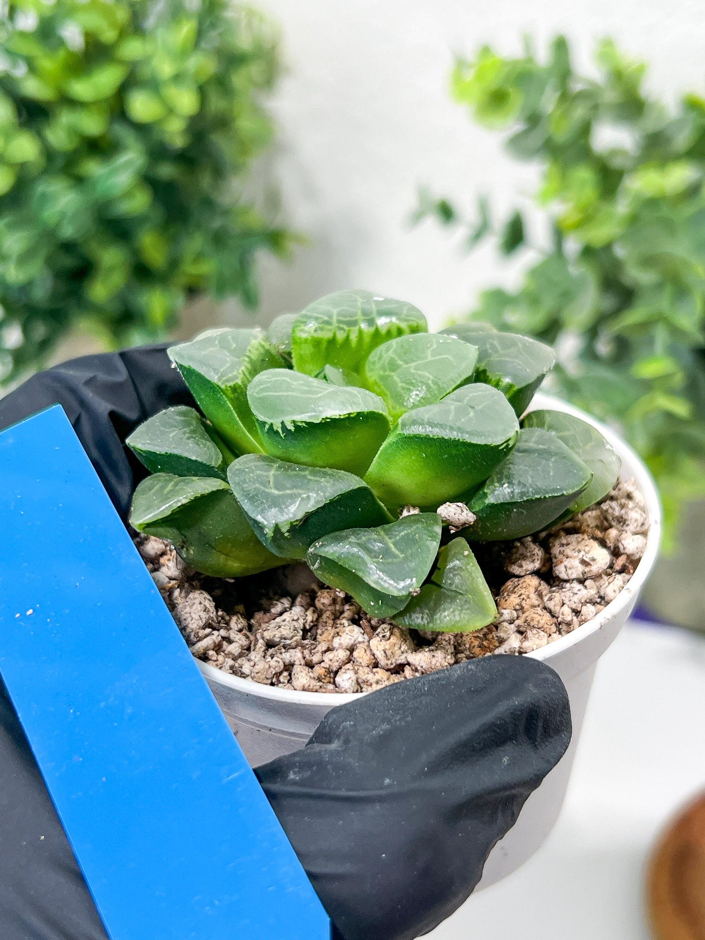 Haworthia Xiangyun (H2F) | Imported Succulent | Hong Kong Rare Species