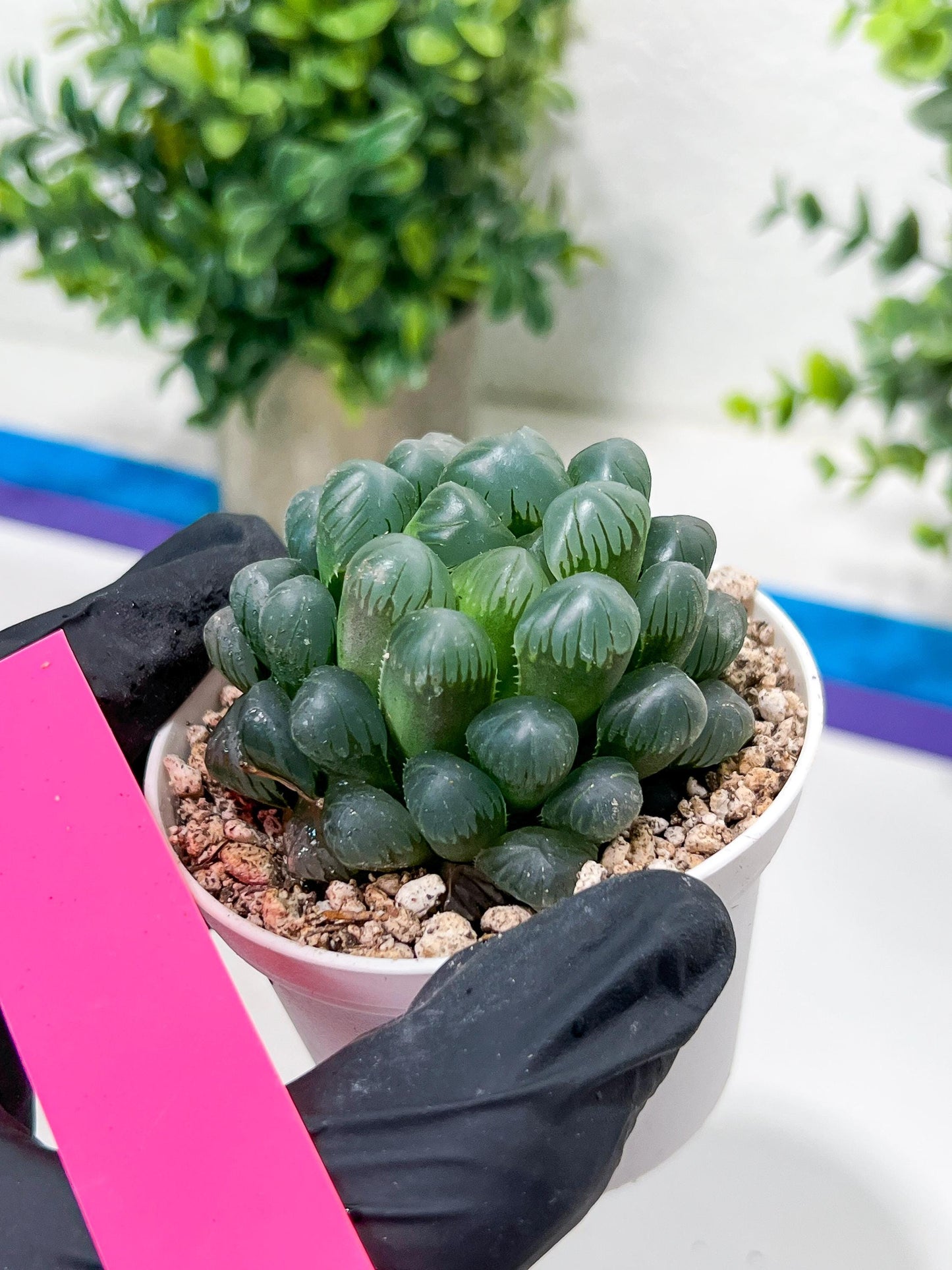 Haworthia Ice Lantern or Bingdeng (H2G) | Imported Succulent | Hong Kong Rare Species
