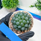 Haworthia Ice Lantern or Bingdeng (H2G) | Imported Succulent | Hong Kong Rare Species