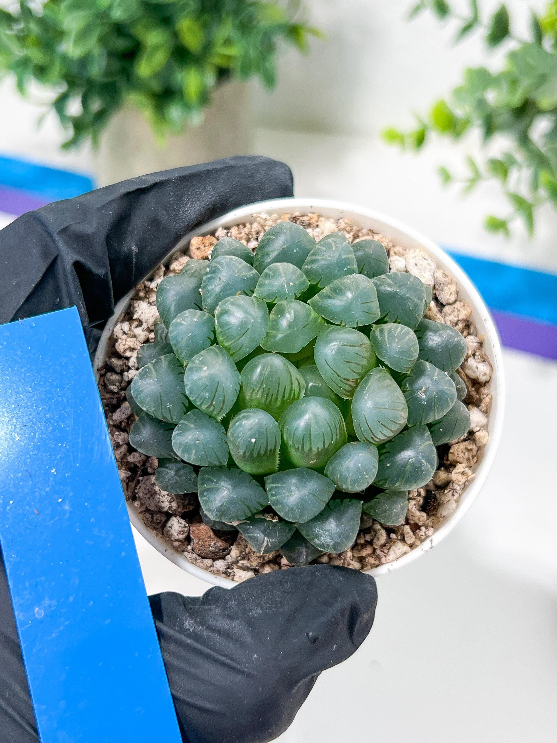Haworthia Ice Lantern or Bingdeng (H2G) | Imported Succulent | Hong Kong Rare Species