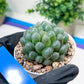Haworthia Ice Lantern or Bingdeng (H2G) | Imported Succulent | Hong Kong Rare Species