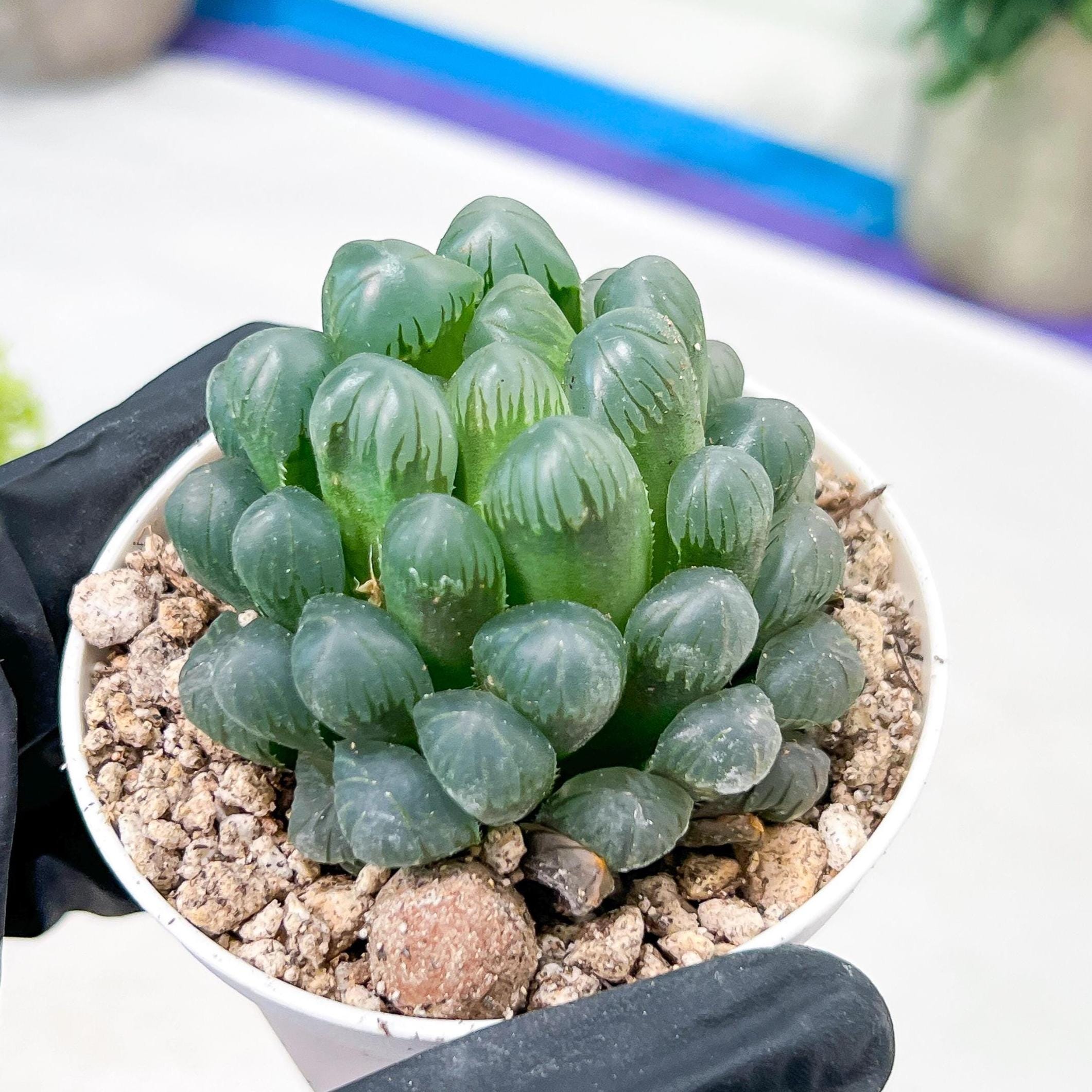 Haworthia Ice Lantern or Bingdeng (H2G) | Imported Succulent | Hong Kong Rare Species
