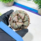 Haworthia Oiran Blue Crab or Haukui Qing Xie (H3A) | Rare Import