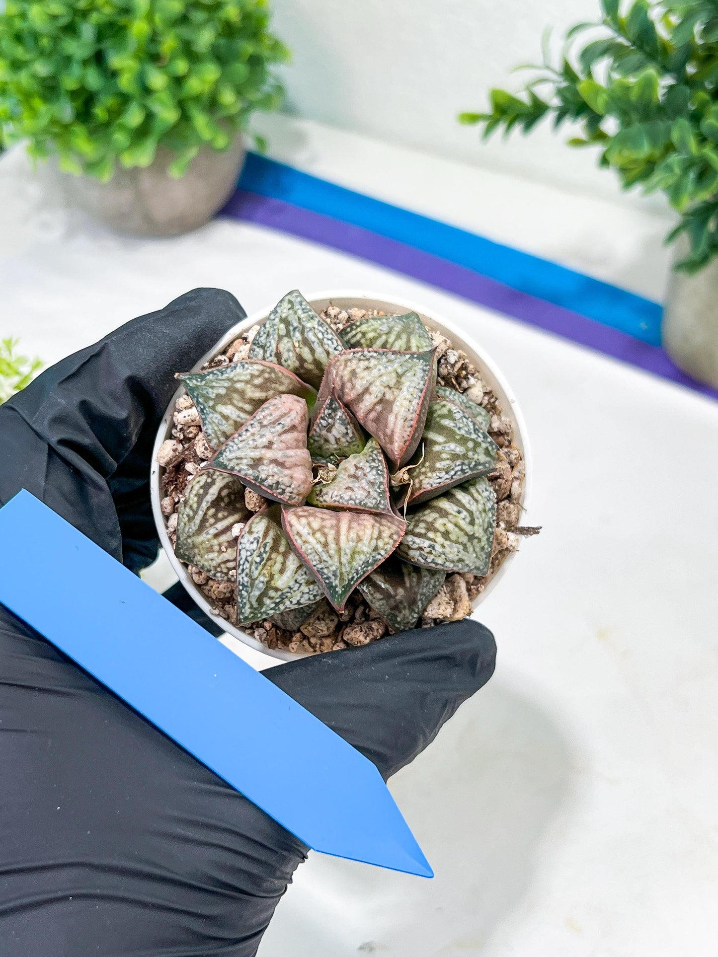 Haworthia Oiran Blue Crab or Haukui Qing Xie (H3A) | Rare Import