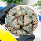 Haworthia Oiran Blue Crab or Haukui Qing Xie (H3A) | Rare Import