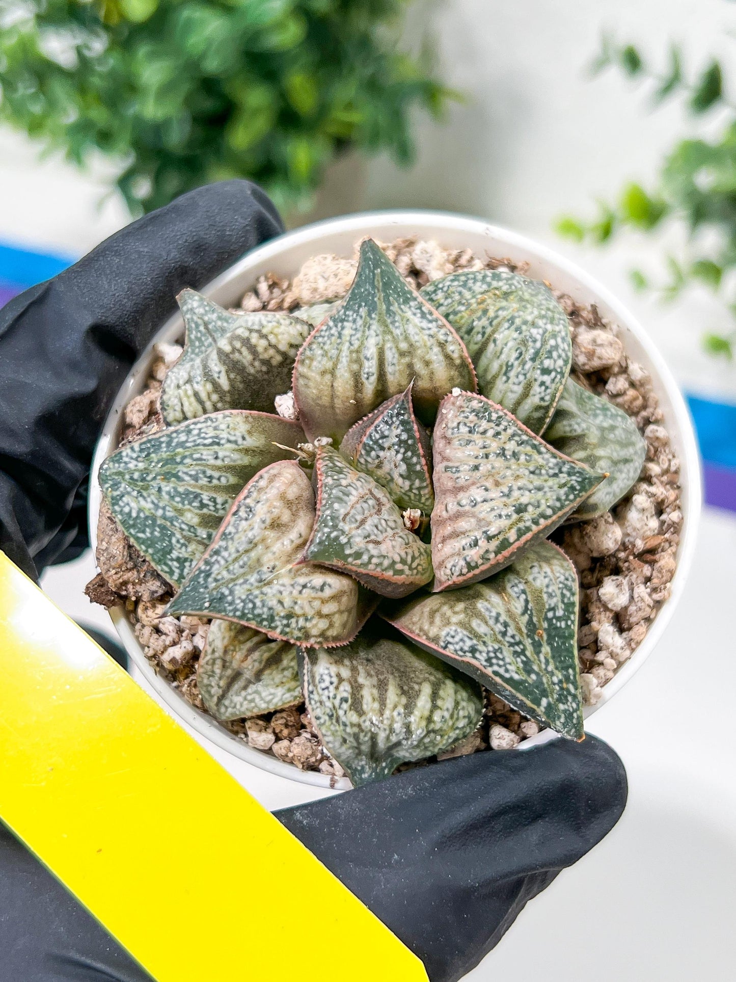 Haworthia Oiran Blue Crab or Haukui Qing Xie (H3A) | Rare Import