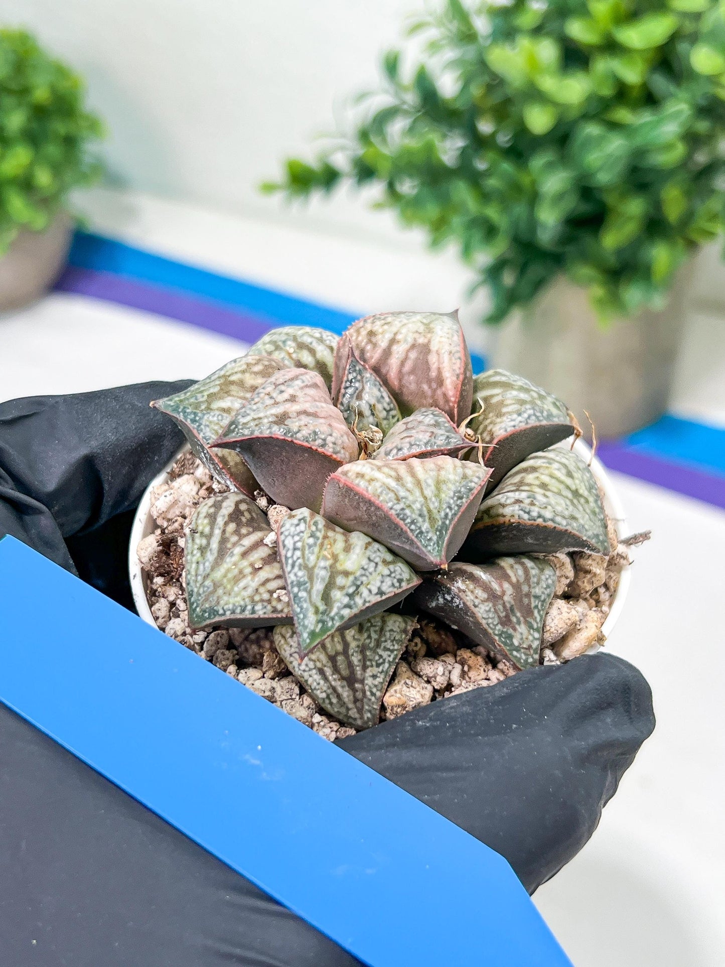 Haworthia Oiran Blue Crab or Haukui Qing Xie (H3A) | Rare Import