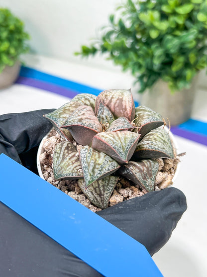 Haworthia Oiran Blue Crab or Haukui Qing Xie (H3A) | Rare Import