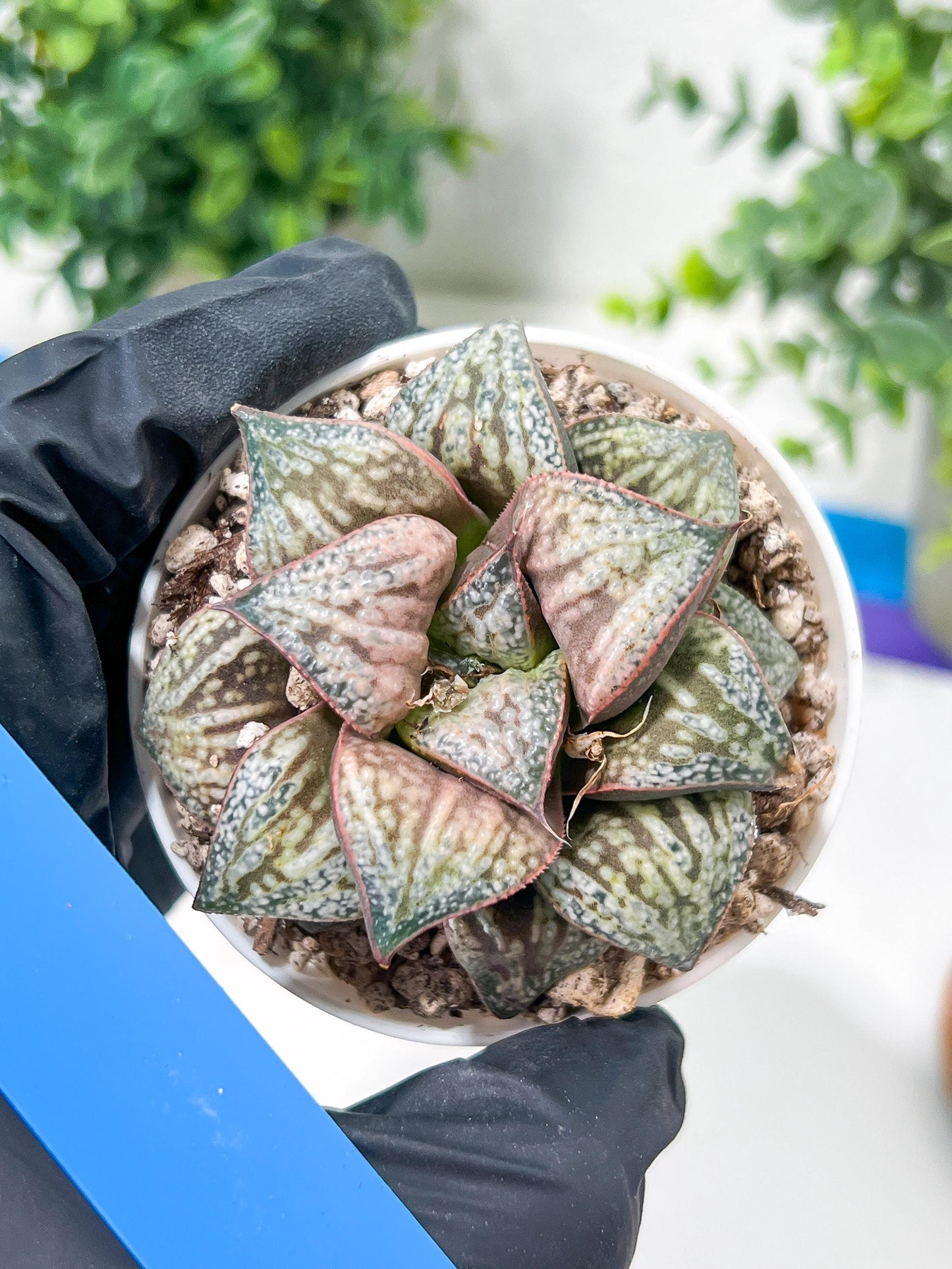 Haworthia Oiran Blue Crab or Haukui Qing Xie (H3A) | Rare Import