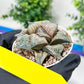 Haworthia Oiran Blue Crab or Haukui Qing Xie (H3A) | Rare Import