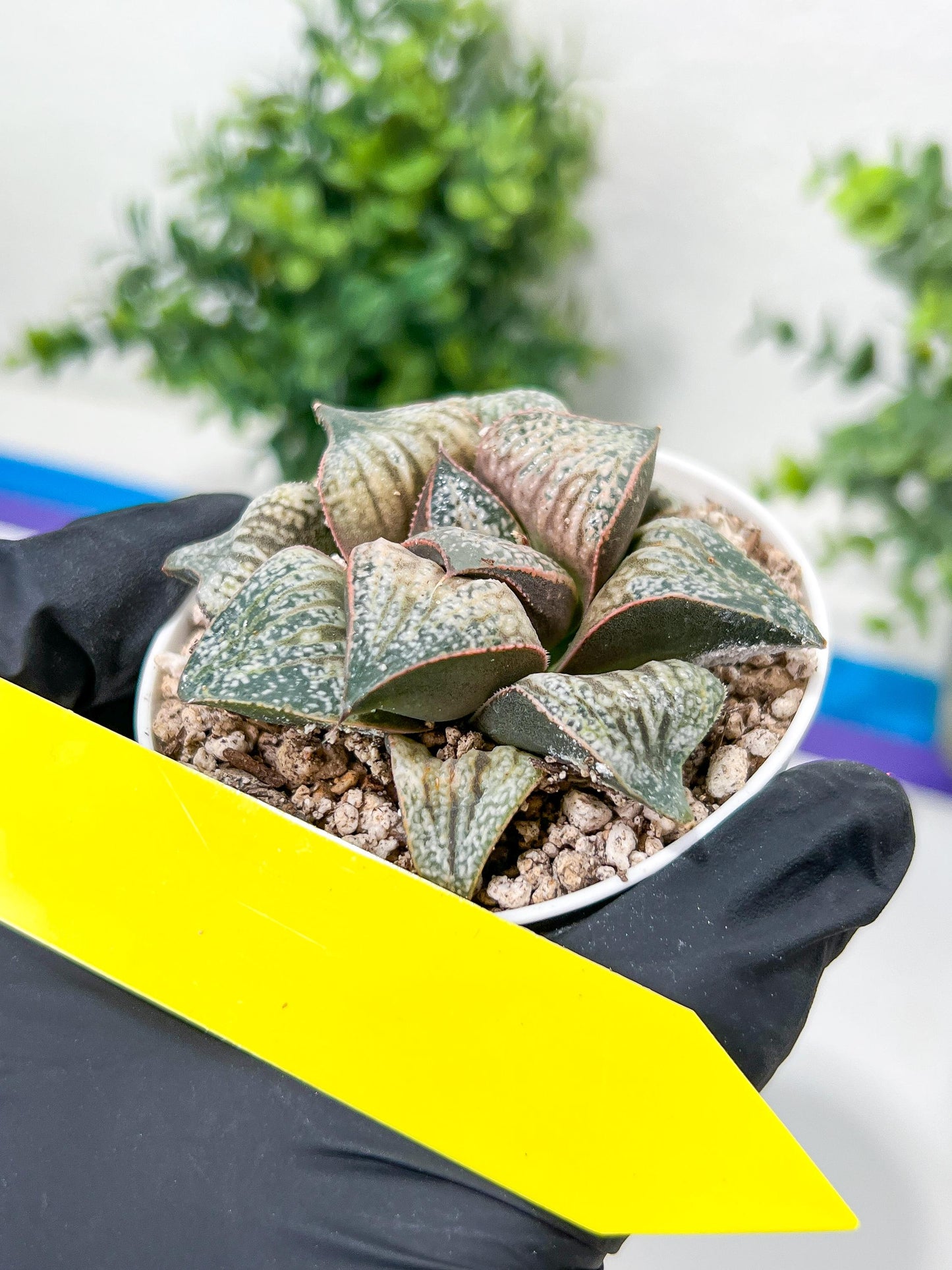 Haworthia Oiran Blue Crab or Haukui Qing Xie (H3A) | Rare Import