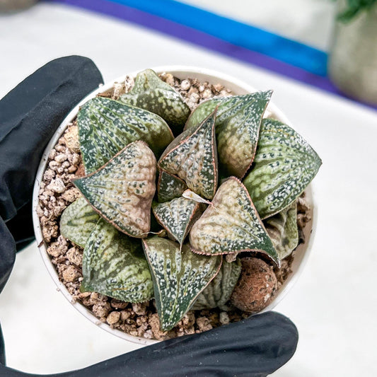 Haworthia Oiran Blue Crab or Haukui Qing Xie (H3A) | Rare Import