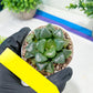Haworthia Xiangyun (H3B) | only a few available
