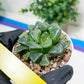 Haworthia Xiangyun (H3B) | only a few available