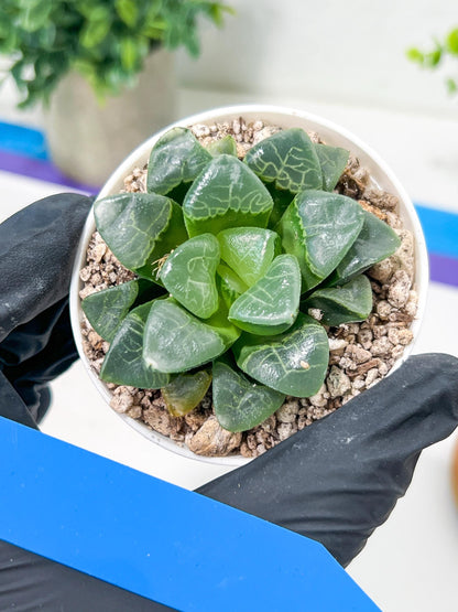 Haworthia Xiangyun (H3B) | Imported Succulent