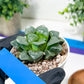 Haworthia Xiangyun (H3B) | only a few available