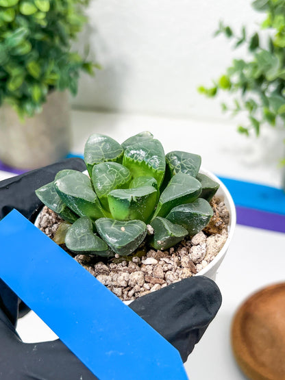 Haworthia Xiangyun (H3B) | Imported Succulent