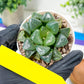 Haworthia Xiangyun (H3B) | only a few available