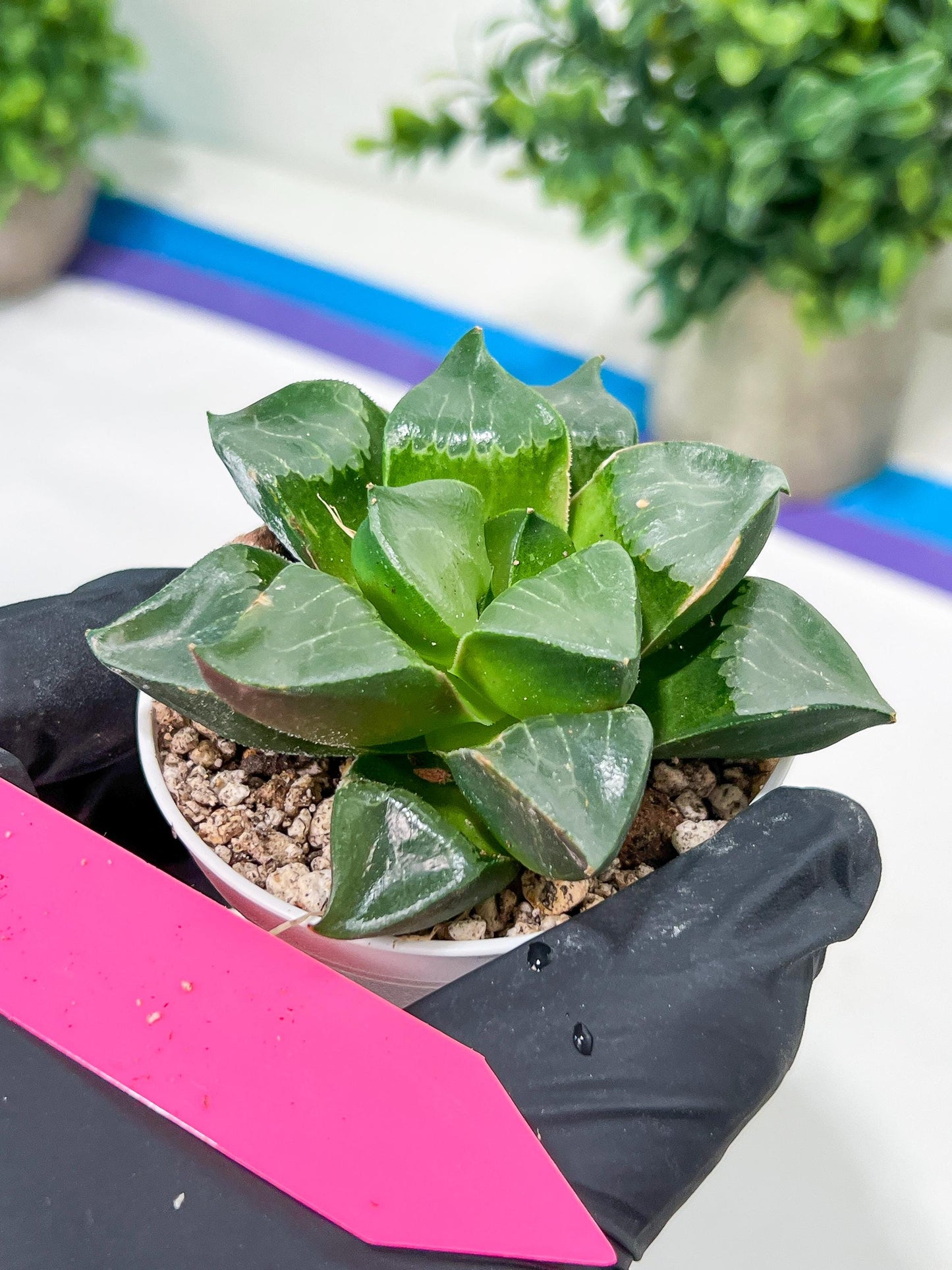 Haworthia Long Xi (H3C) | Imported Succulent