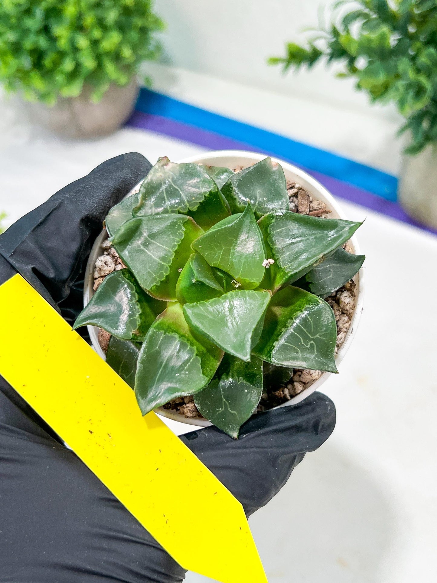 Haworthia Long Xi (H3C) | Imported Succulent