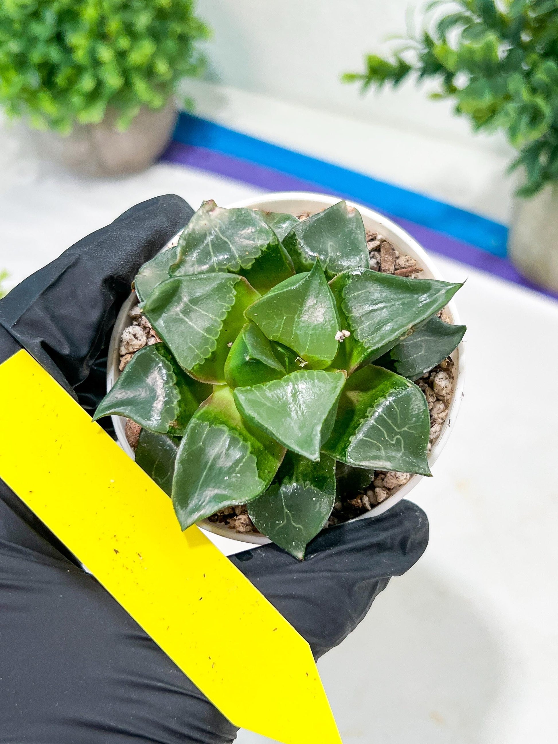 Haworthia Long Xi (H3C) | Imported Succulent