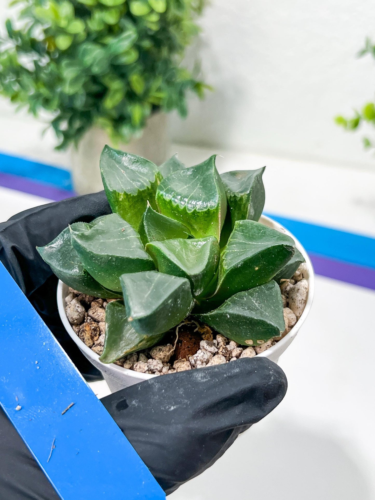 Haworthia Long Xi (H3C) | Imported Succulent