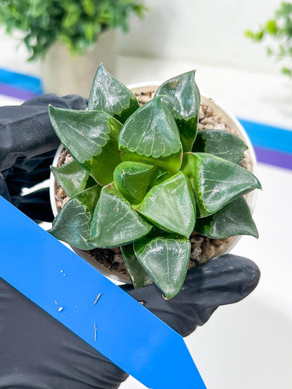 Haworthia Long Xi (H3C) | Imported Succulent