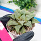 Haworthia Aluminum Star or Lu Zhi Xing (H3D) | Imported Succulent