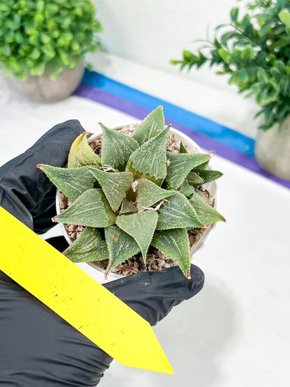 Haworthia Aluminum Star or Lu Zhi Xing (H3D) | Imported Succulent
