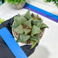 Haworthia Aluminum Star or Lu Zhi Xing (H3D) | Imported Succulent