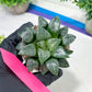 Haworthia Moon Shadow or Yueying (H3E) | Treat yourself