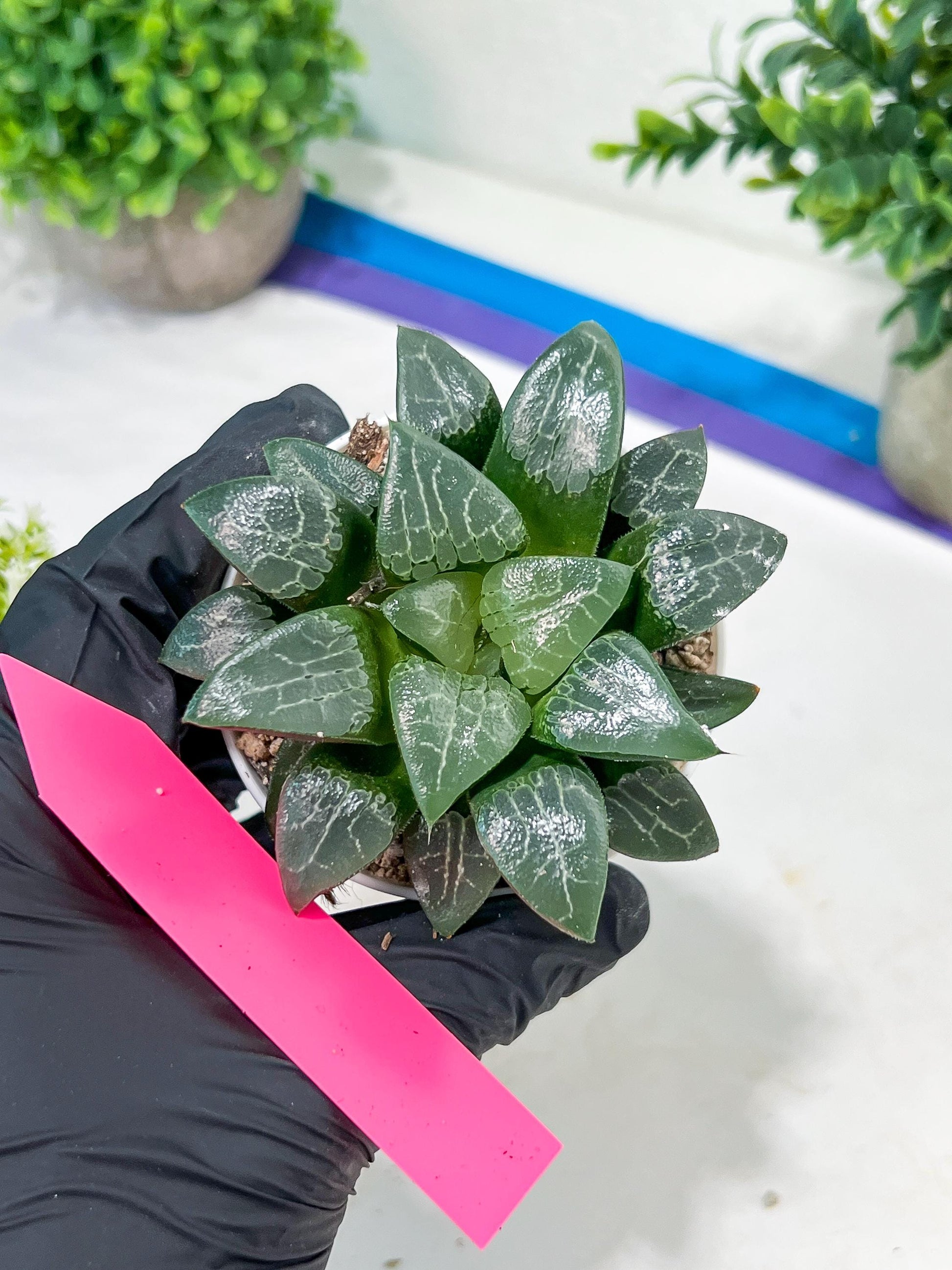 Haworthia Moon Shadow or Yueying (H3E) | Treat yourself