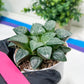 Haworthia Moon Shadow or Yueying (H3E) | Treat yourself