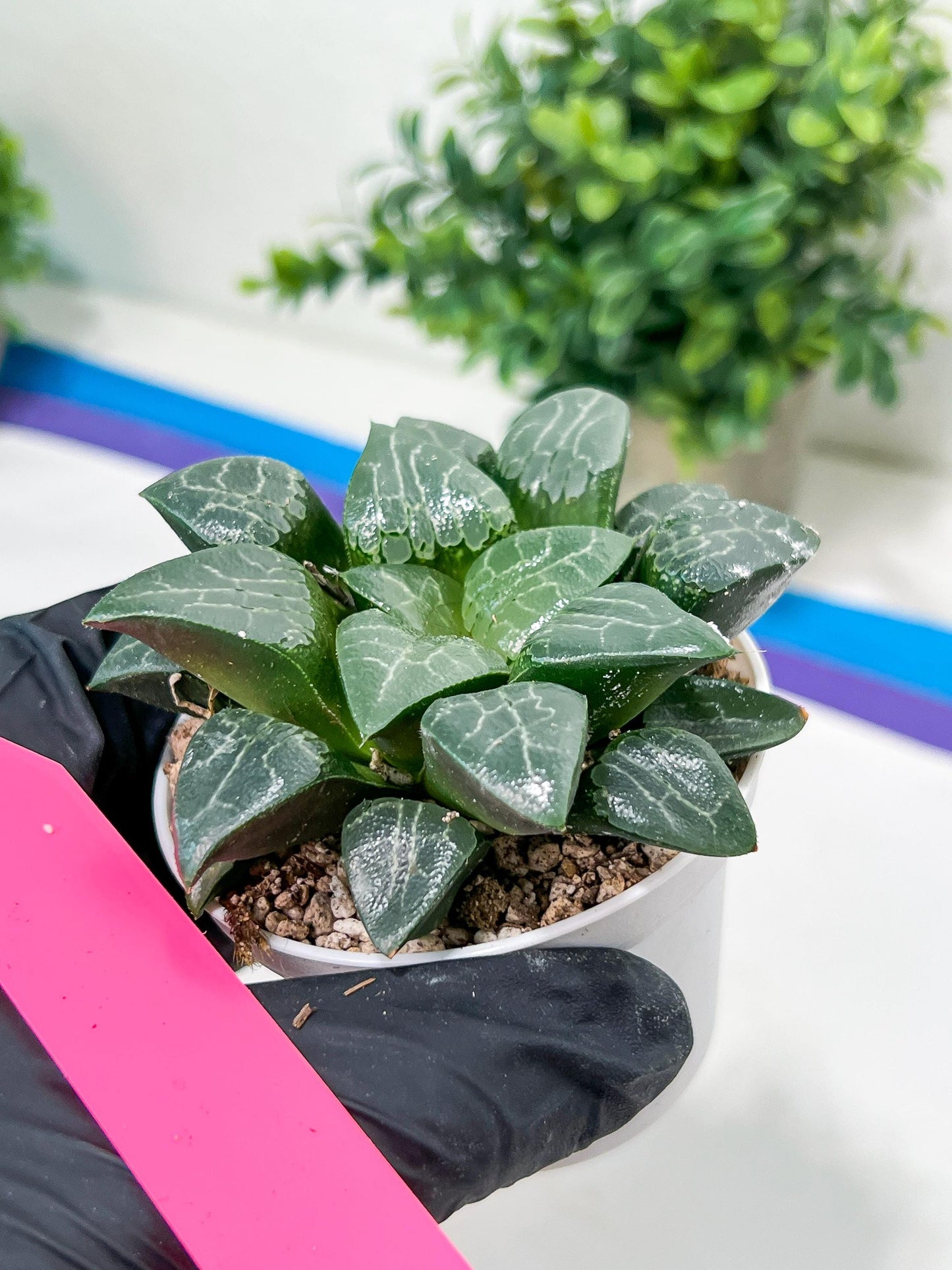 Haworthia Moon Shadow or Yueying (H3E) | Treat yourself
