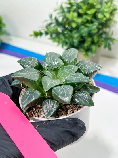 Haworthia Moon Shadow or Yueying (H3E) | Imported Succulent | Hong Kong Rare Species