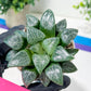 Haworthia Moon Shadow or Yueying (H3E) | Treat yourself