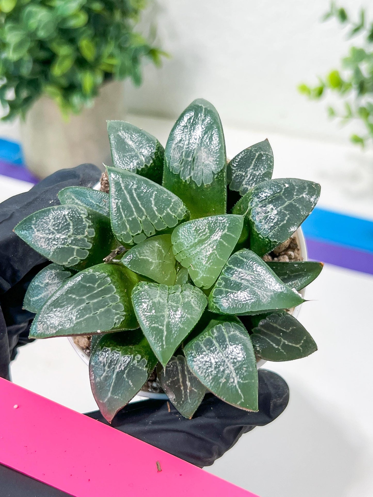 Haworthia Moon Shadow or Yueying (H3E) | Treat yourself
