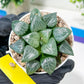 Haworthia Moon Shadow or Yueying (H3E) | Treat yourself