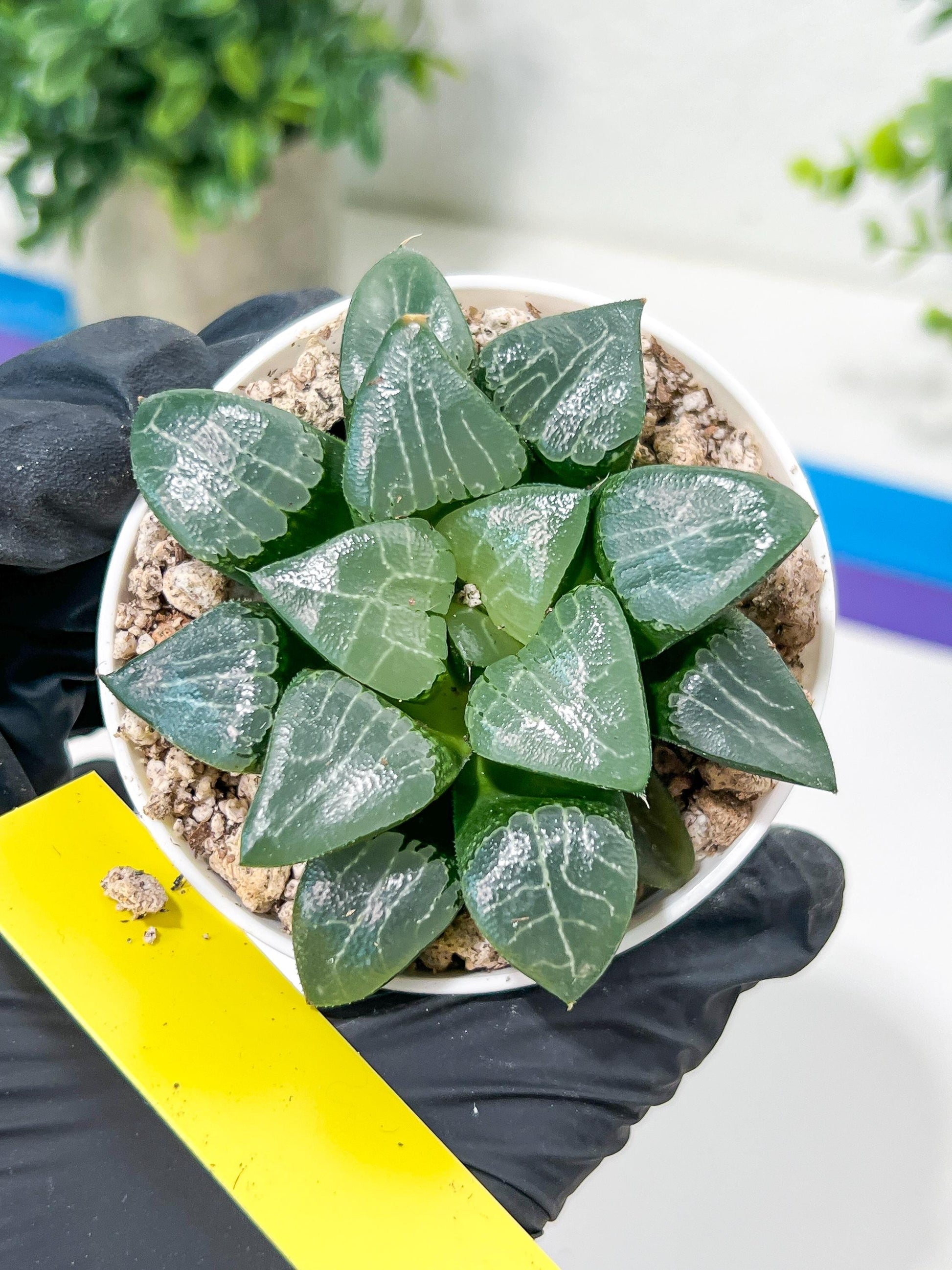 Haworthia Moon Shadow or Yueying (H3E) | Treat yourself