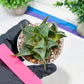 Haworthia Drinking Wine Or JiuTun (H3F) | hard to find in the US