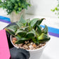 Haworthia Drinking Wine Or JiuTun (H3F) | hard to find in the US
