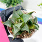 Haworthia Drinking Wine Or JiuTun (H3F) | hard to find in the US