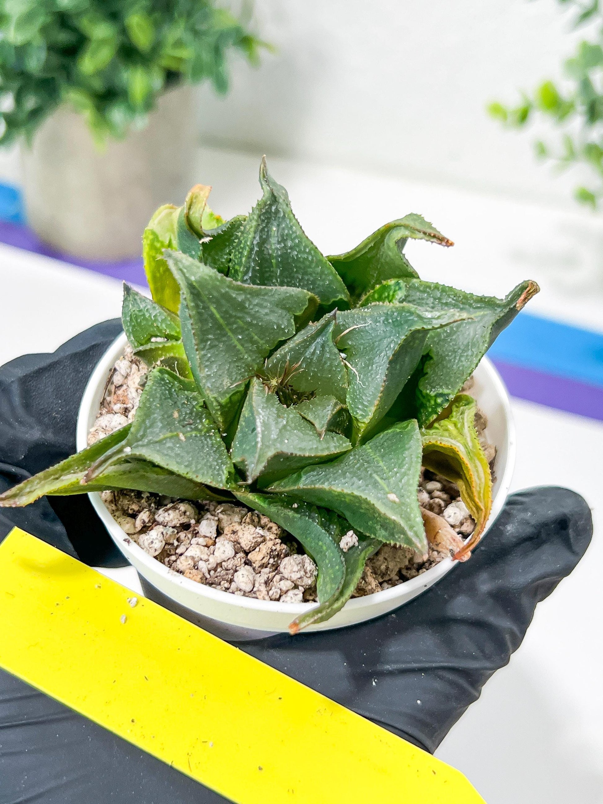 Haworthia Drinking Wine Or JiuTun (H3F) | hard to find in the US
