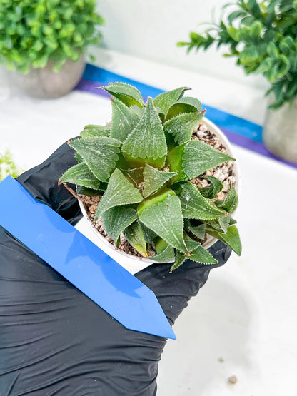 Haworthia Drinking Wine Or JiuTun (H3F) | hard to find in the US