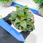 Haworthia Drinking Wine Or JiuTun (H3F) | hard to find in the US