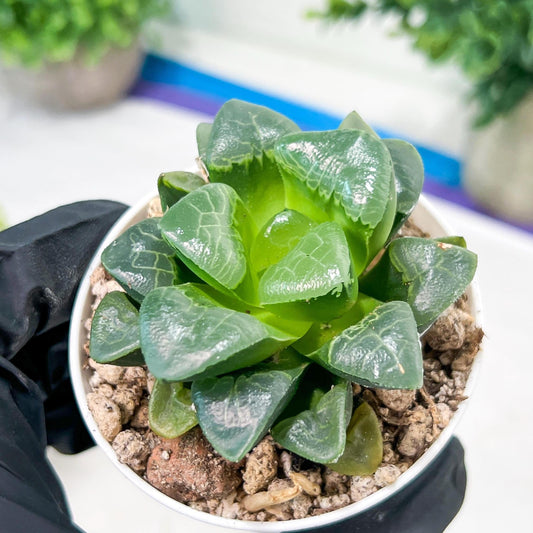 Haworthia Xiangyun (H3B) | only a few available