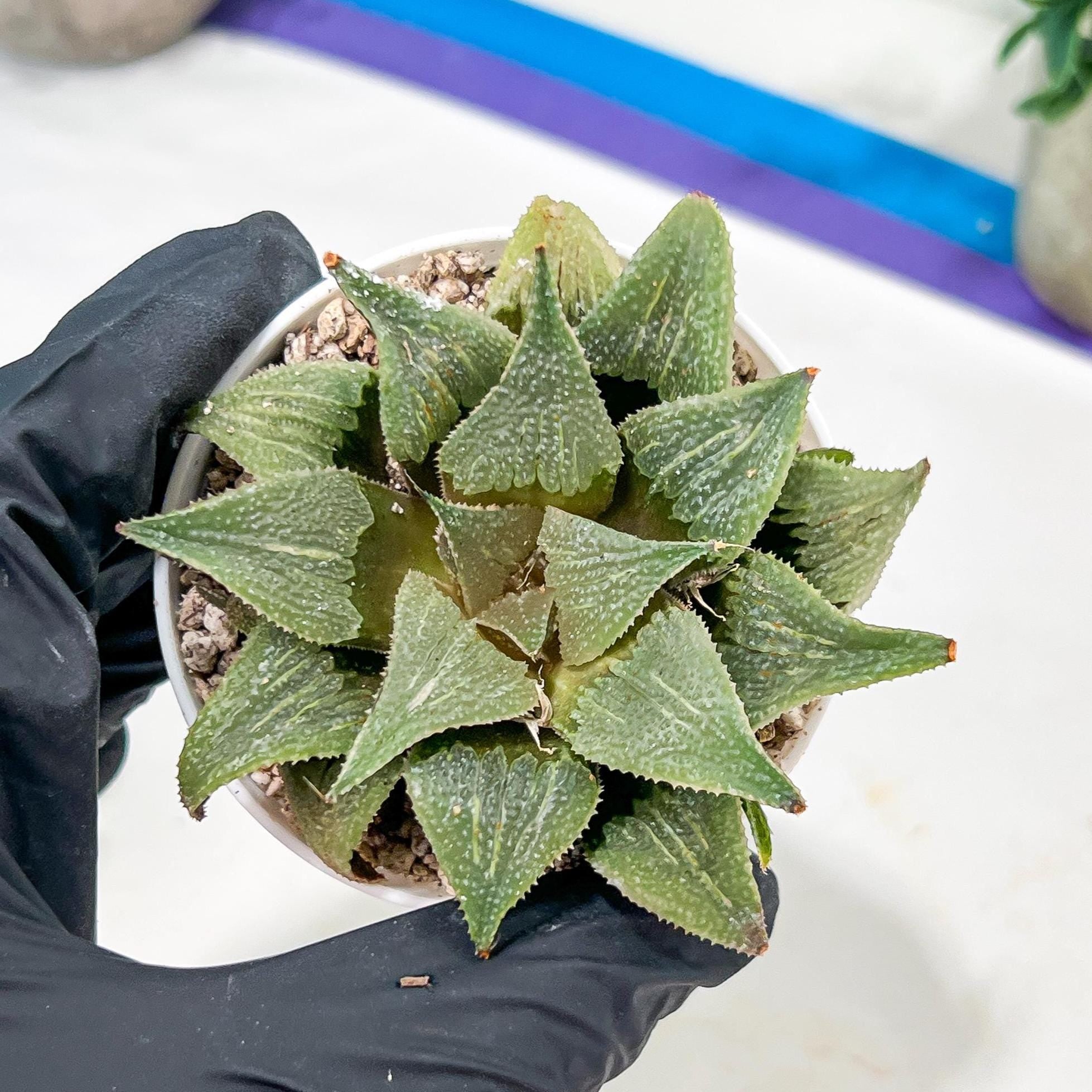 Haworthia Aluminum Star or Lu Zhi Xing (H3D) | Imported Succulent