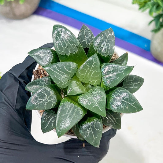 Haworthia Moon Shadow or Yueying (H3E) | Imported Succulent | Hong Kong Rare Species