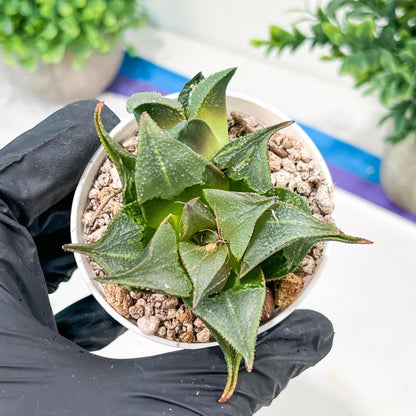 Haworthia Drinking Wine Or JiuTun (H3F) | hard to find in the US