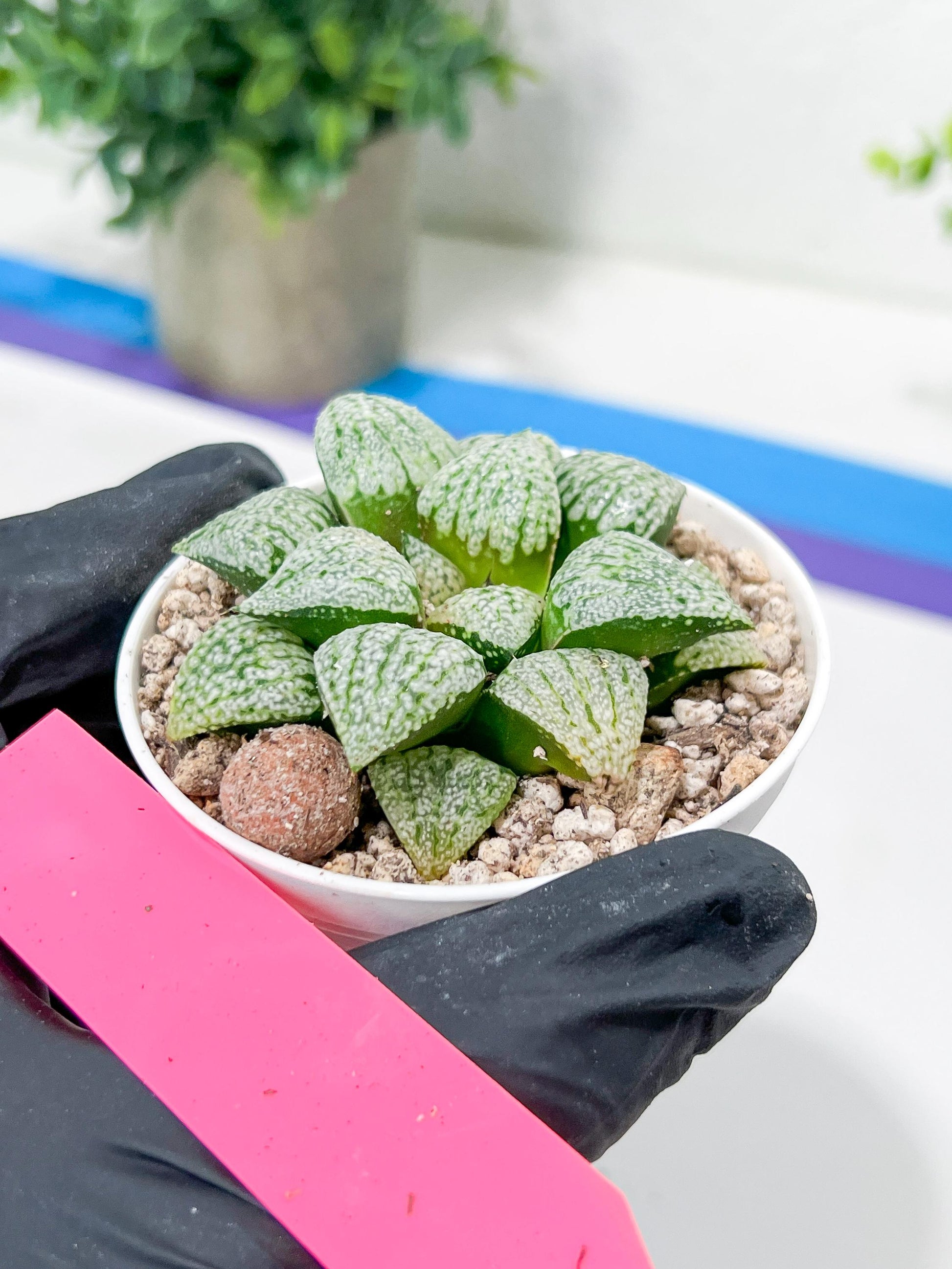 Haworthia Platinum or Bojin (H3G) | Imported Succulent | Hong Kong Rare Species